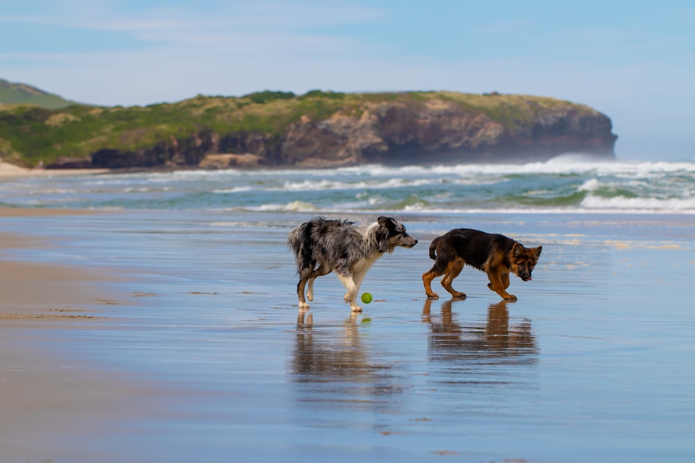 two dogs near ocean