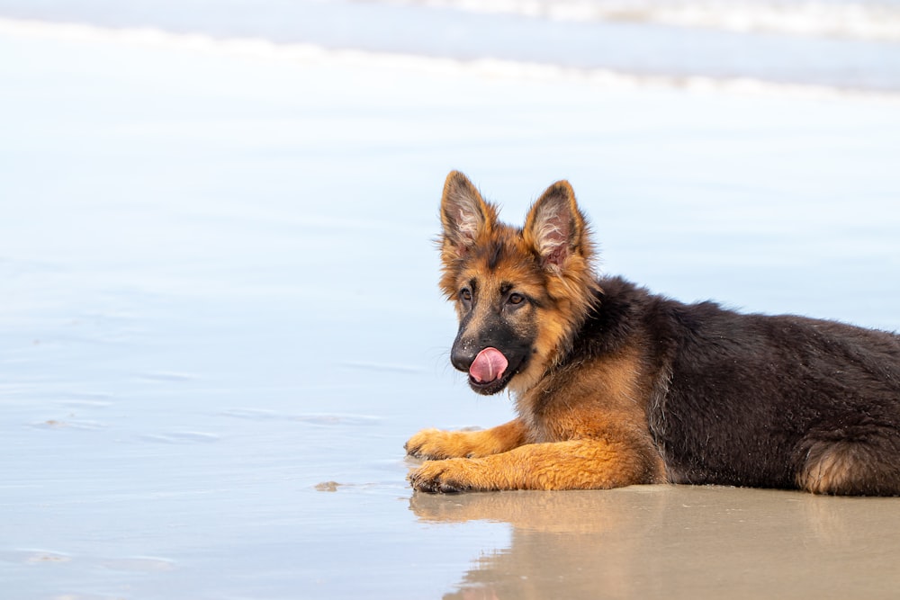 German Shepherd laying on seaside