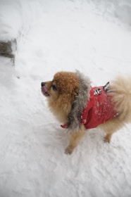 A small fluffy dog with a thick coat stands on a snow-covered ground. The dog is wearing a red jacket with a fur-lined hood. Snowflakes are visible on the dog's fur.