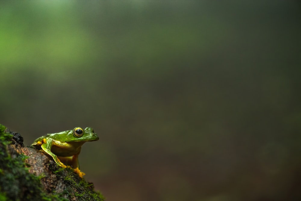 focus photography of green frog