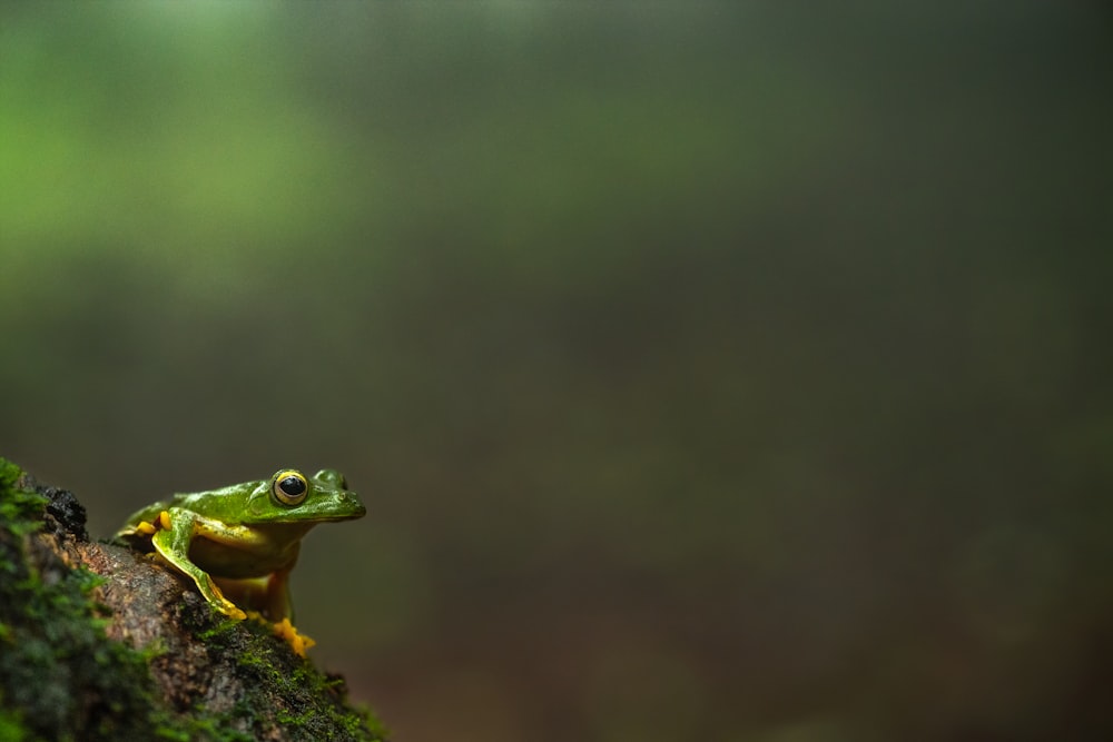 Fokusfotografie von Green Frog