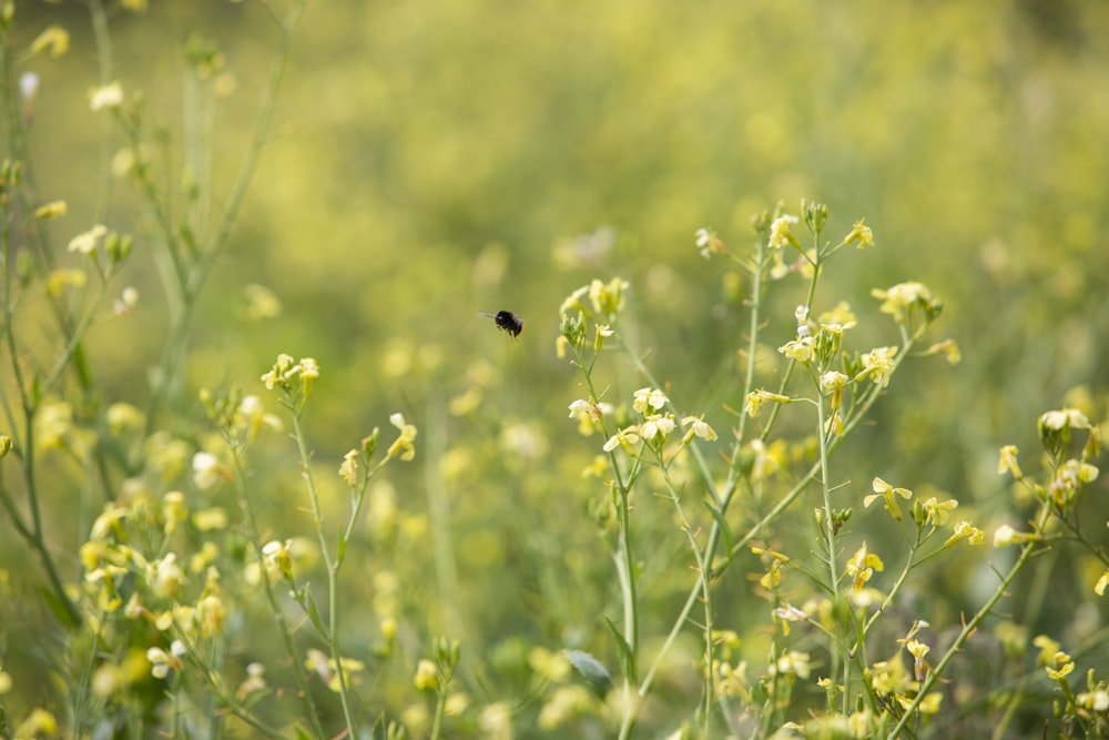 focus photography of yellow petaled flowers