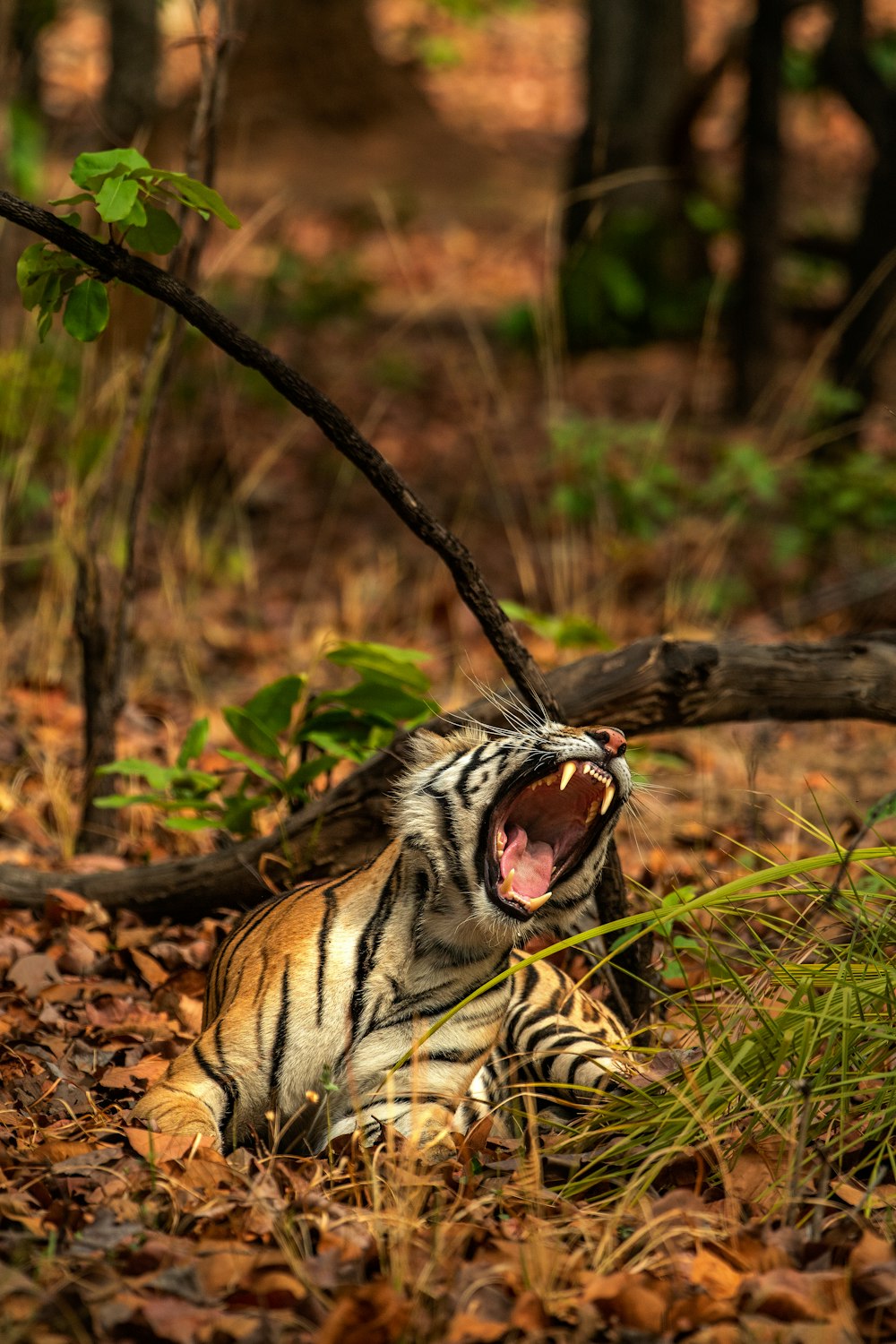 tiger near trees at aytime