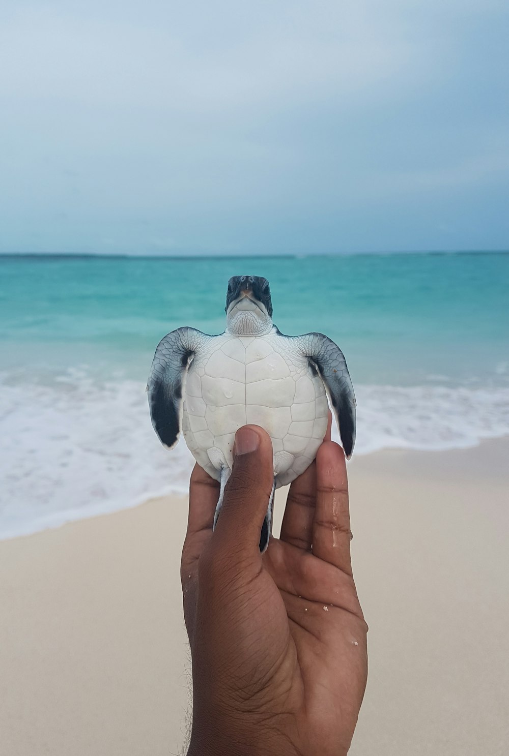 person holding black and white turtle