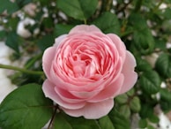 pink petaled flower