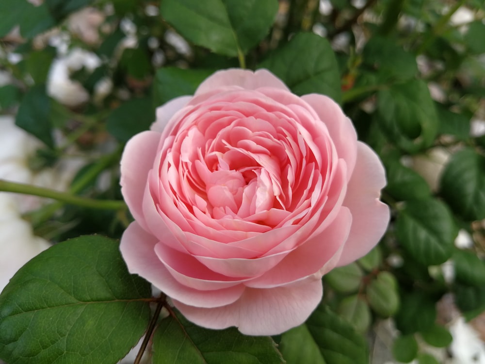 pink petaled flower