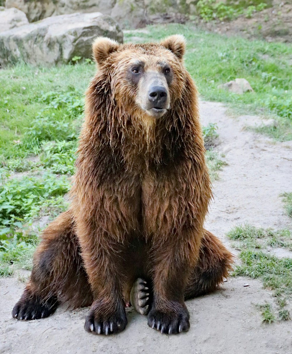 brown bear