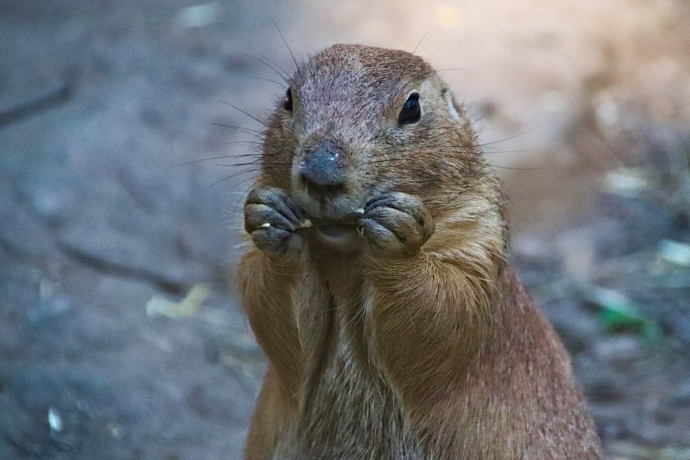 selective focus photography of brown rodent