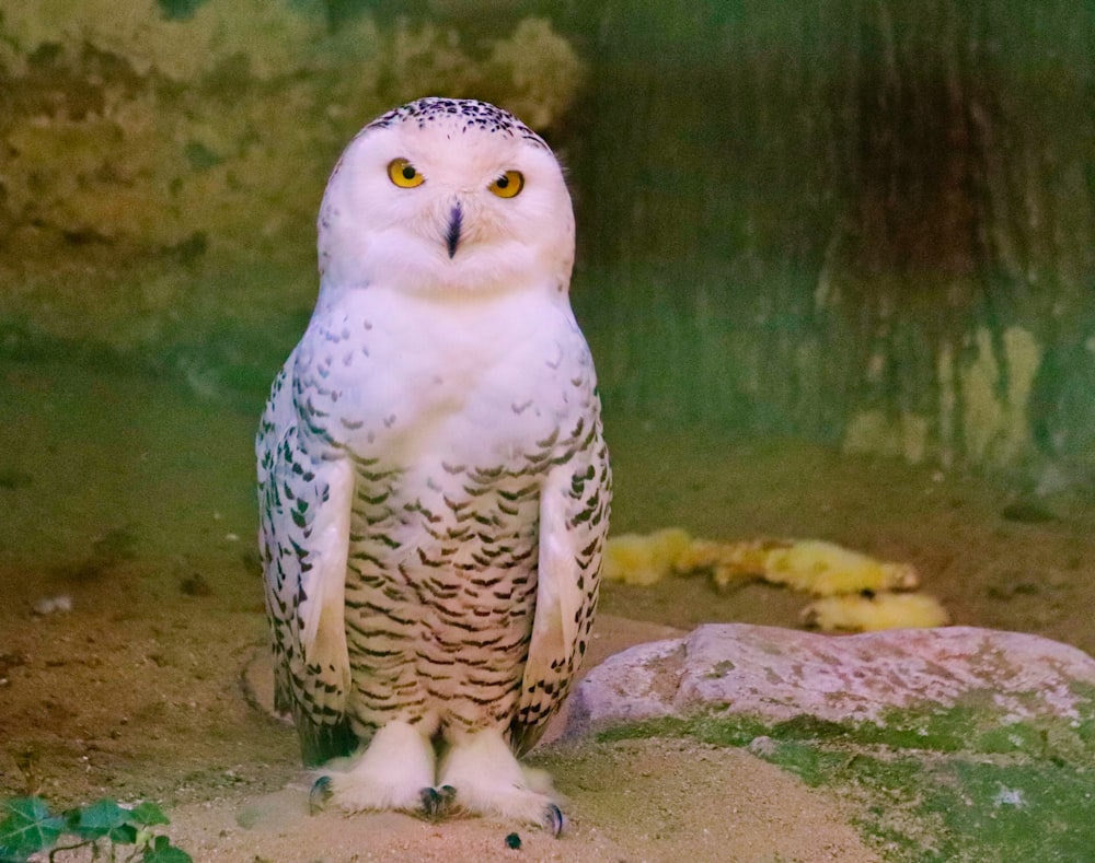 Snowy Owl