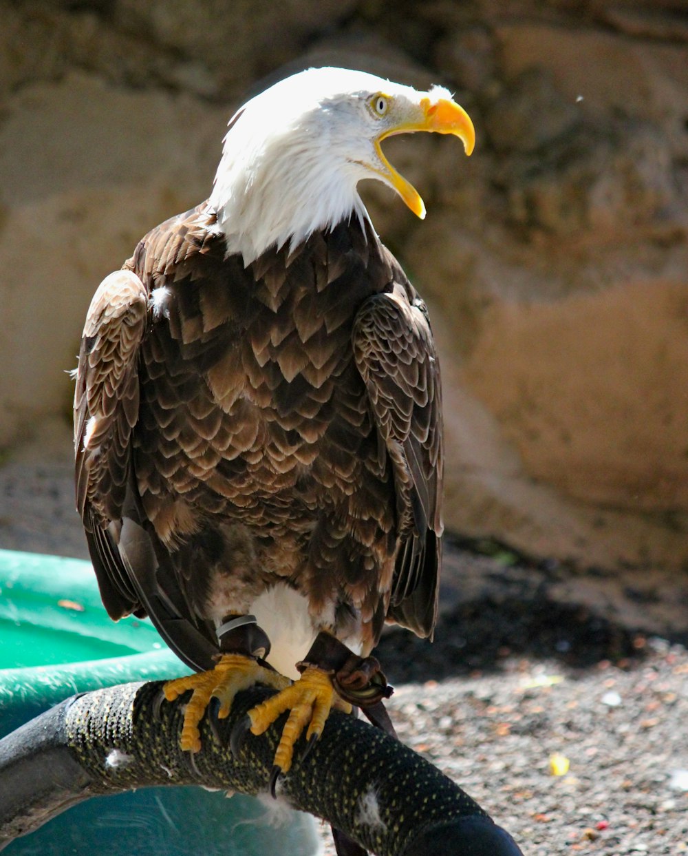 brown eagle