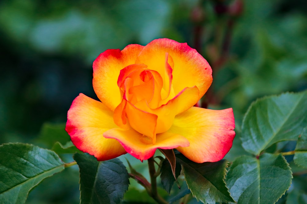 focus photography of yellow and red petaled flower