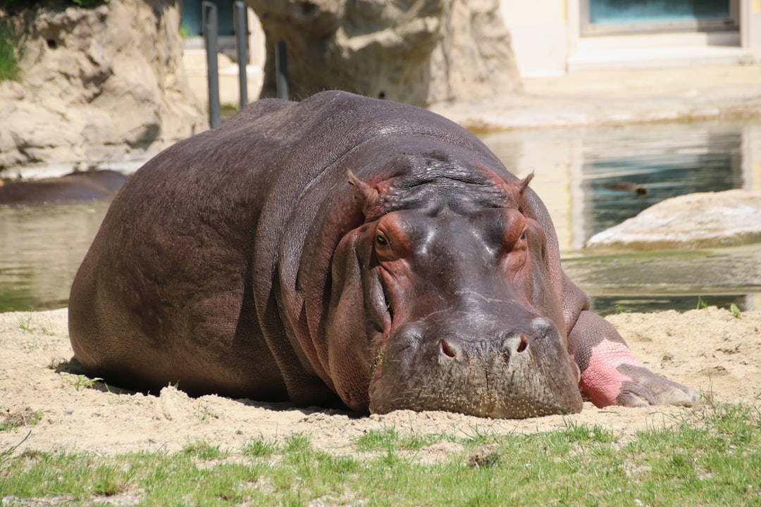  brown hippopotamus hippopotamus