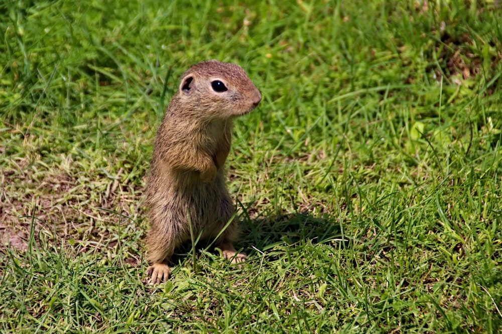 brown squirrel in grass