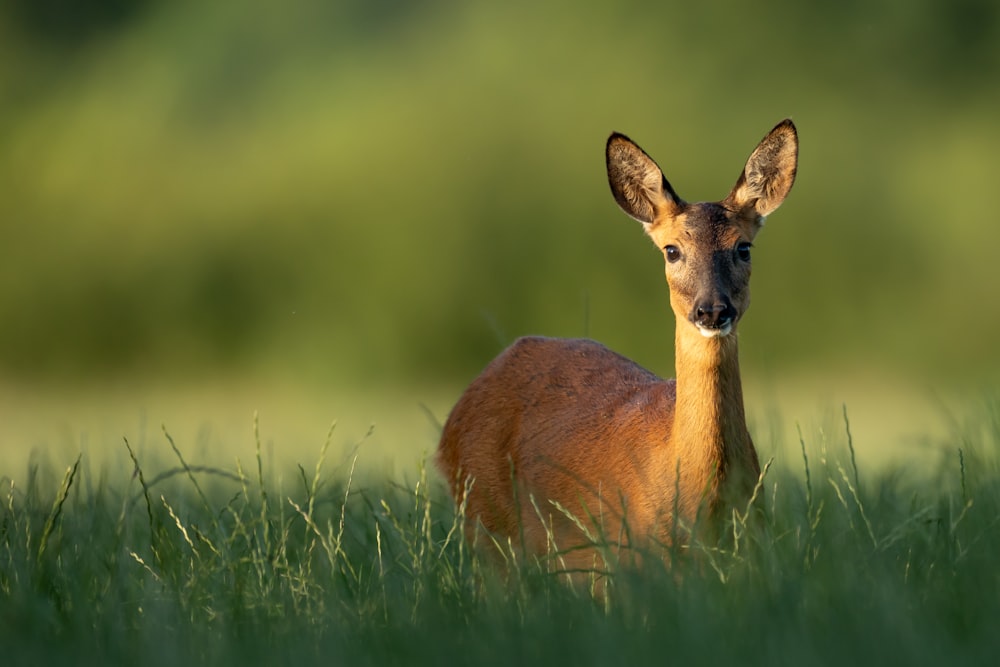 focus photography of deer