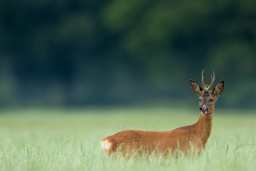 brown deer