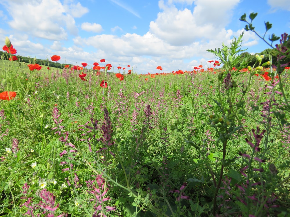 champ de fleurs