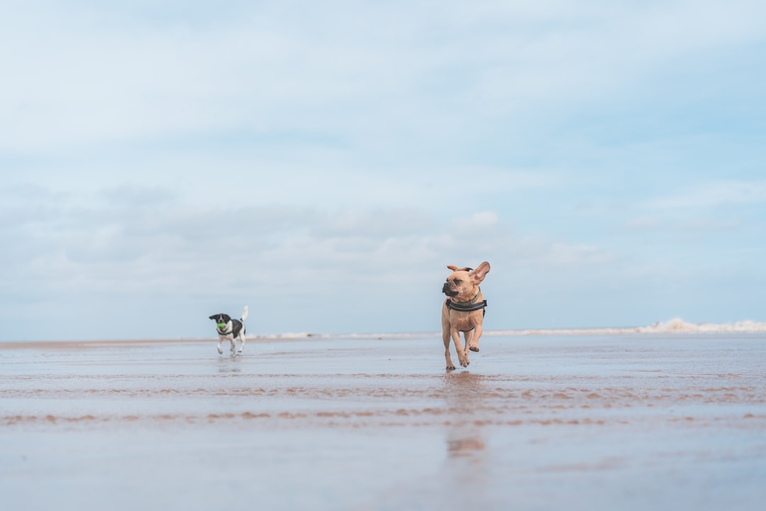 brown dog on seashore during daytimew