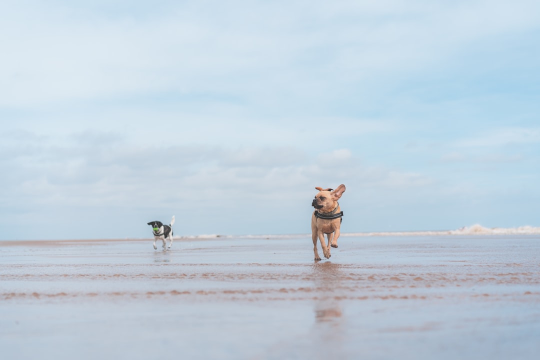 brown dog on seashore during daytimew,