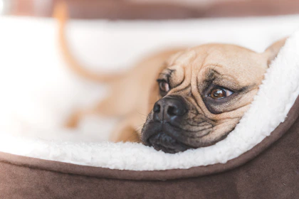 short-coated fawn dog lying on brown pet bed