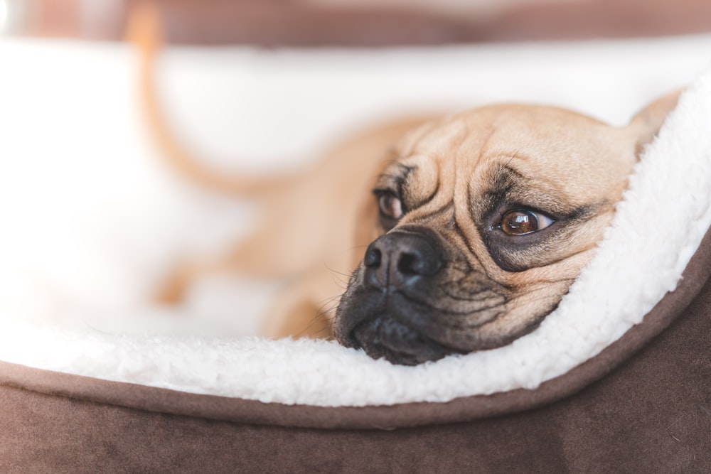 chien fauve à poil court couché sur un lit pour animaux de compagnie brun