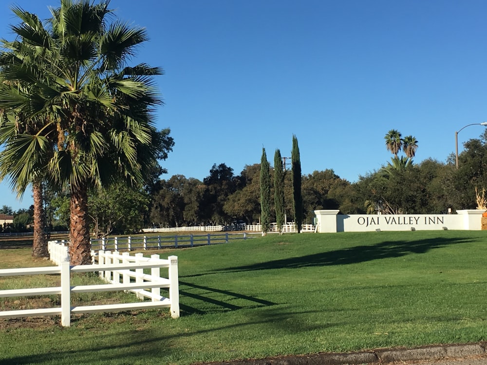 palm trees near fence