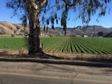 A vast agricultural field with rows of green crops stretching toward the horizon. In the foreground, a large tree trunk with hanging branches is visible, standing adjacent to a paved road. The background features distant mountains under a clear, bright blue sky.