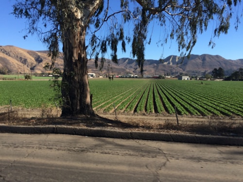 A vast agricultural field with rows of green crops stretching toward the horizon. In the foreground, a large tree trunk with hanging branches is visible, standing adjacent to a paved road. The background features distant mountains under a clear, bright blue sky.