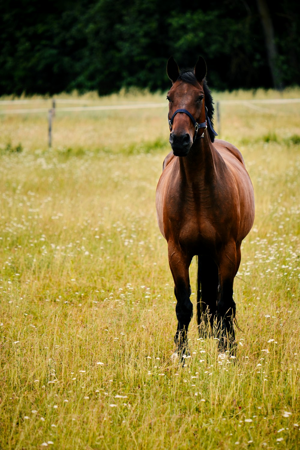 brown horse