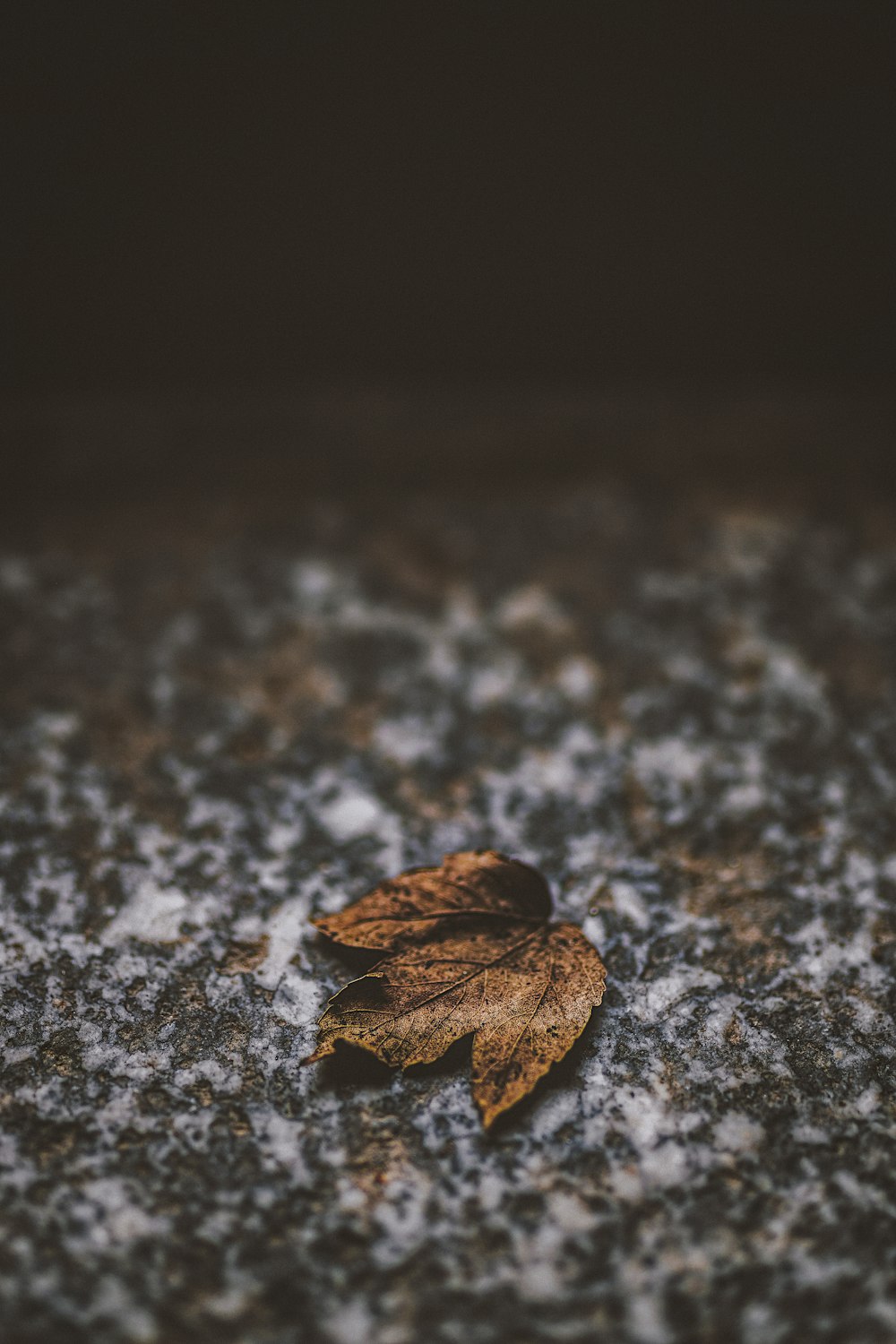 macro photography on brown leaf