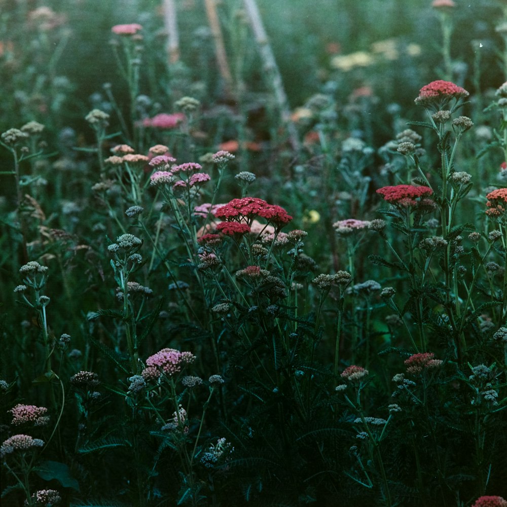 red petaled flower