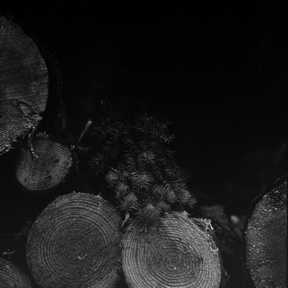 Una foto in bianco e nero di un mucchio di tronchi