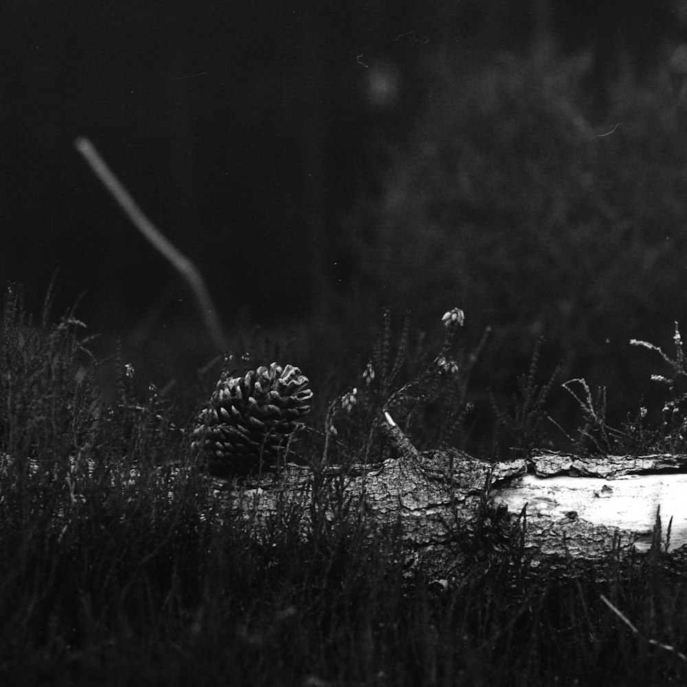 grayscale photo of pine cone