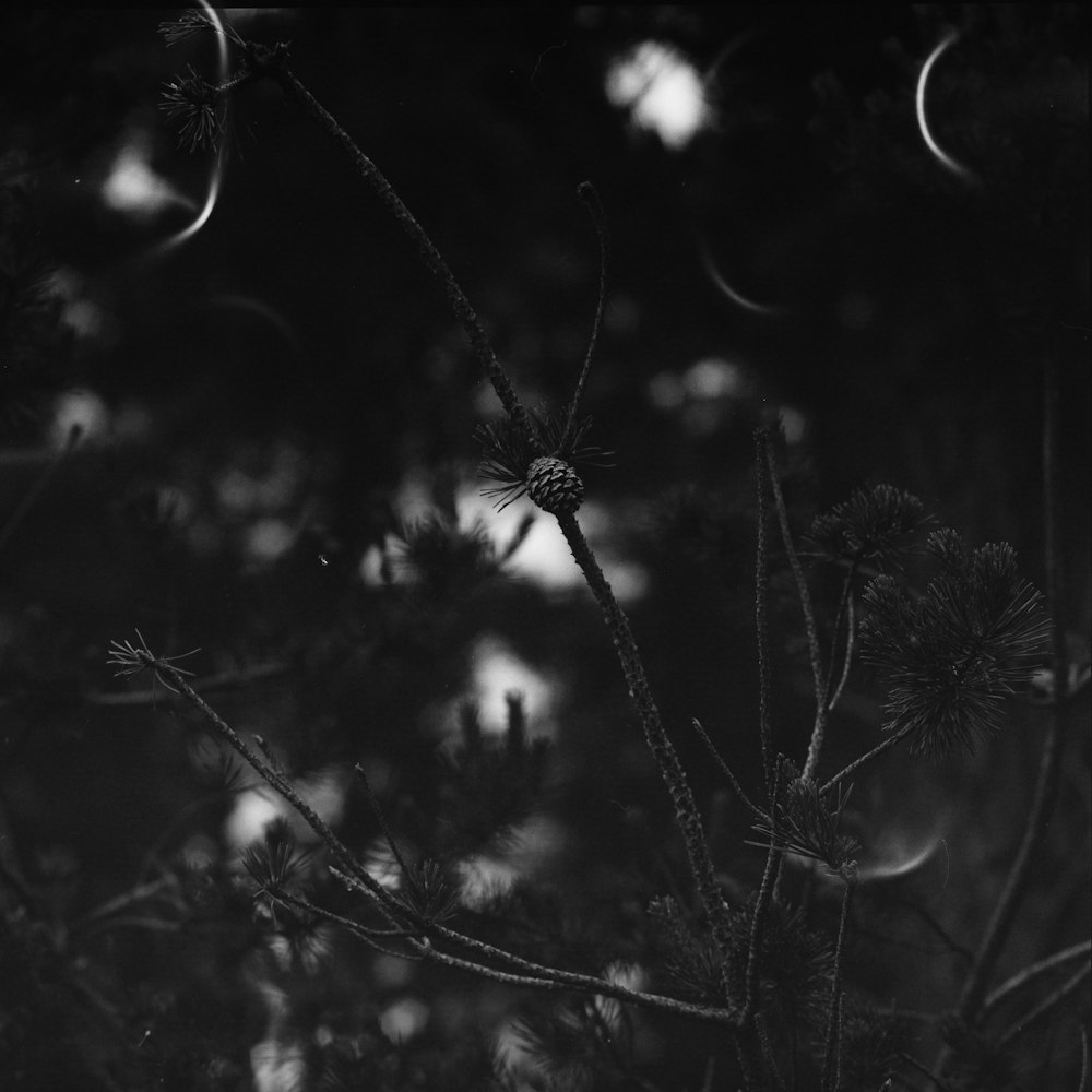 a black and white photo of a pine tree