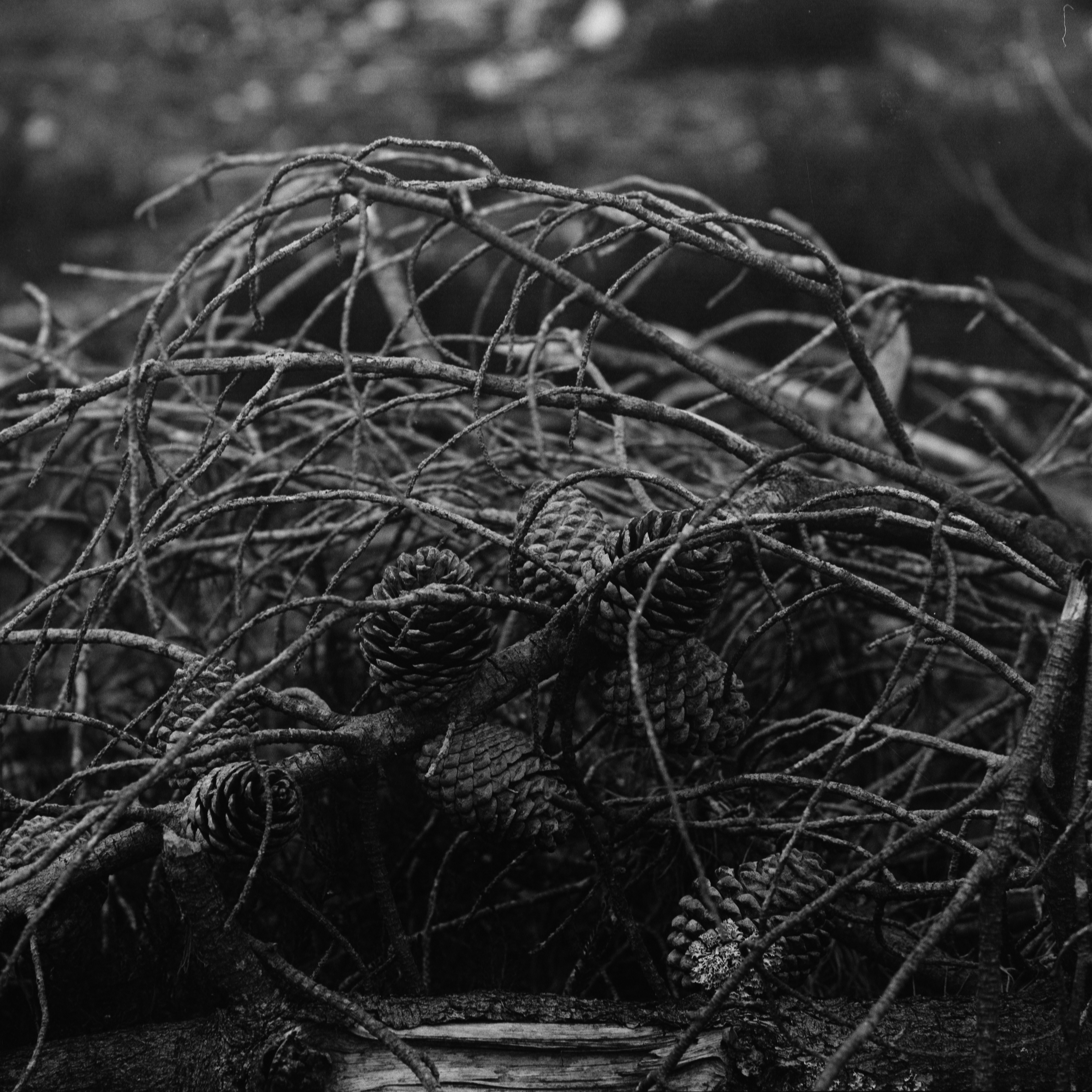 Photo by anniespratt