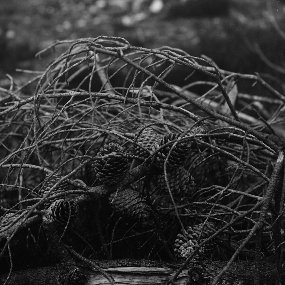 grayscale photo of pine cones