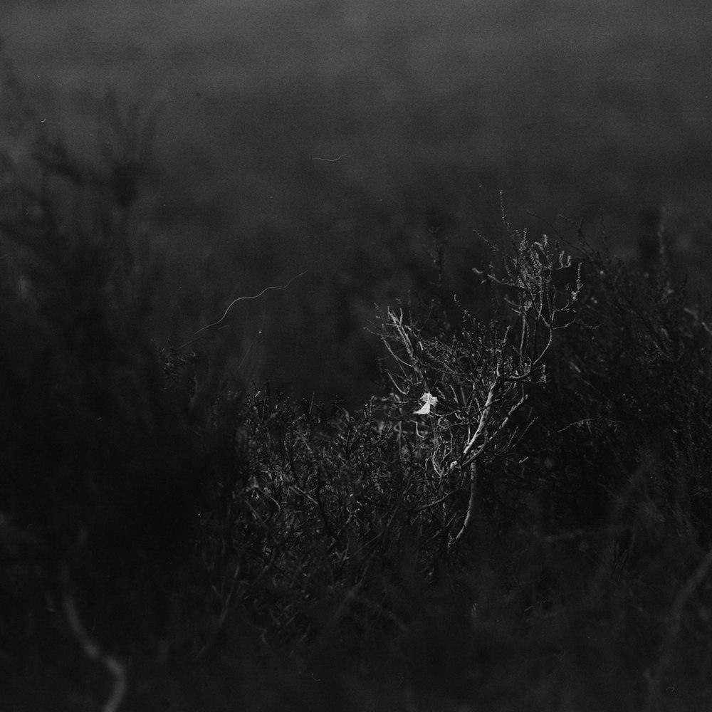 a black and white photo of a bird in a field