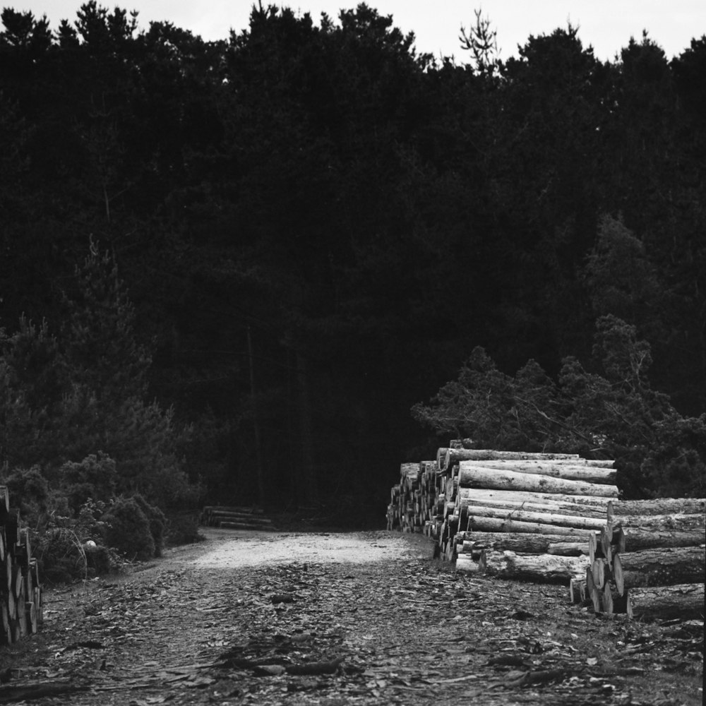 logs near trees