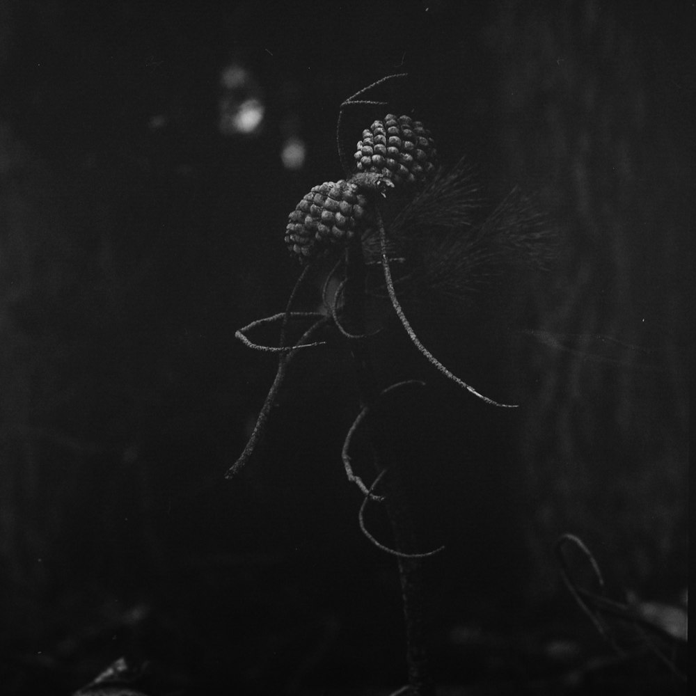 a black and white photo of a pine cone