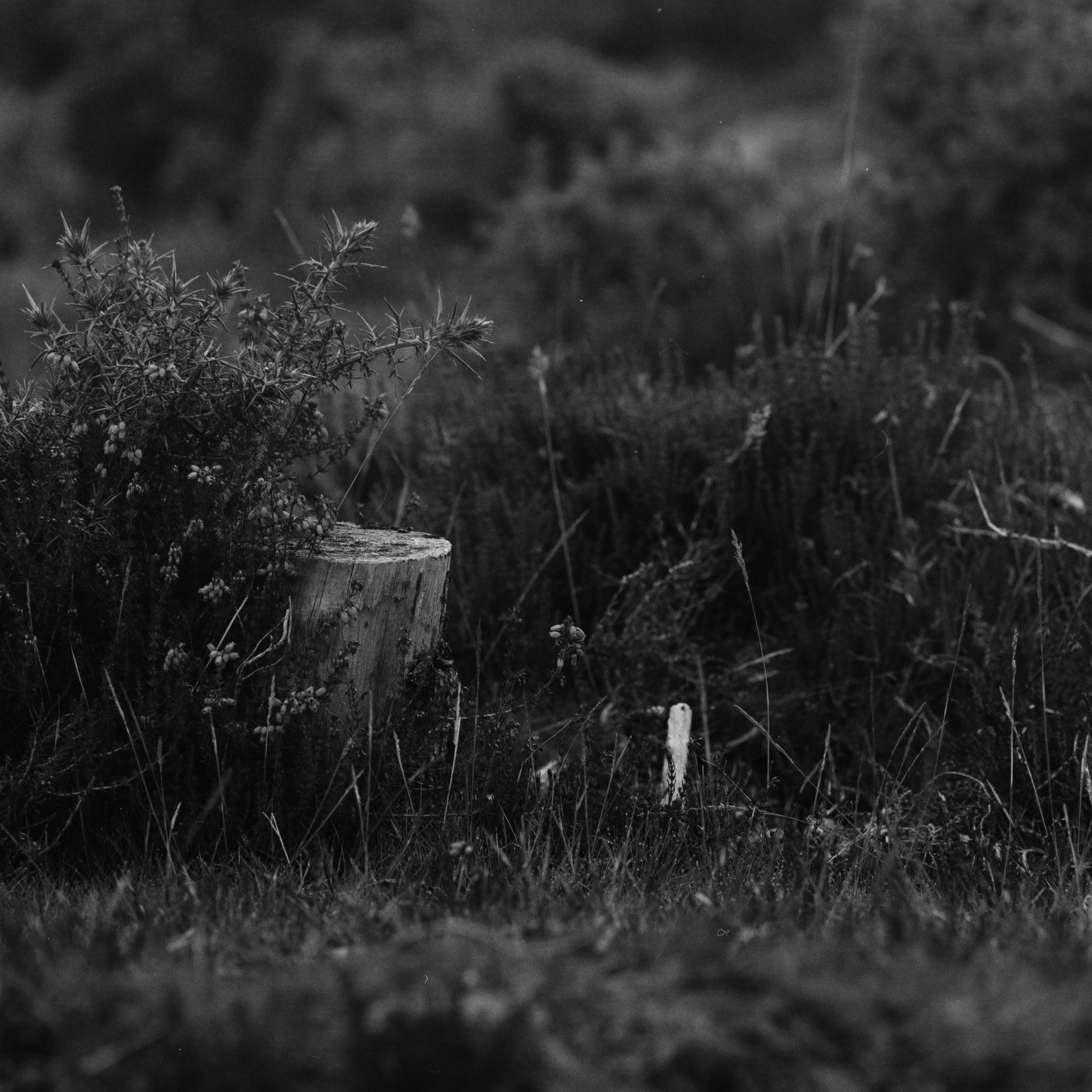 Photo by anniespratt