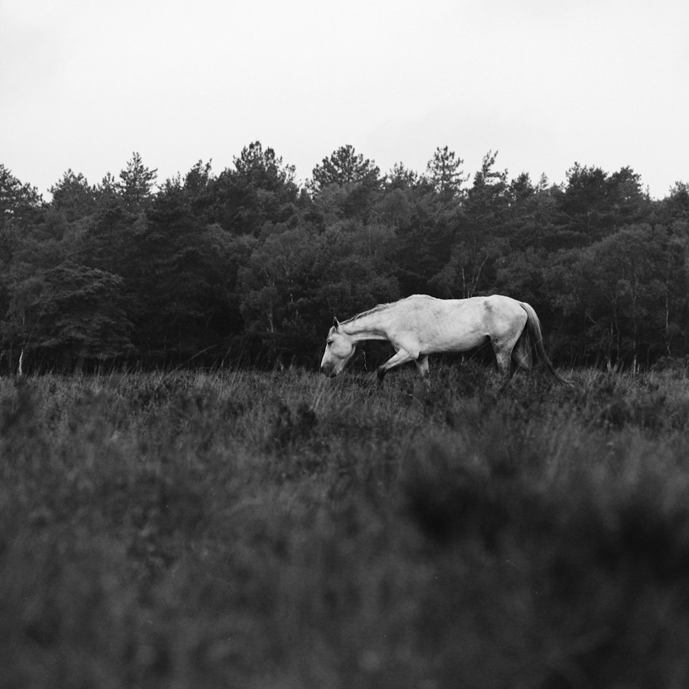 grayscale photography of horse on walking on grass during daytime