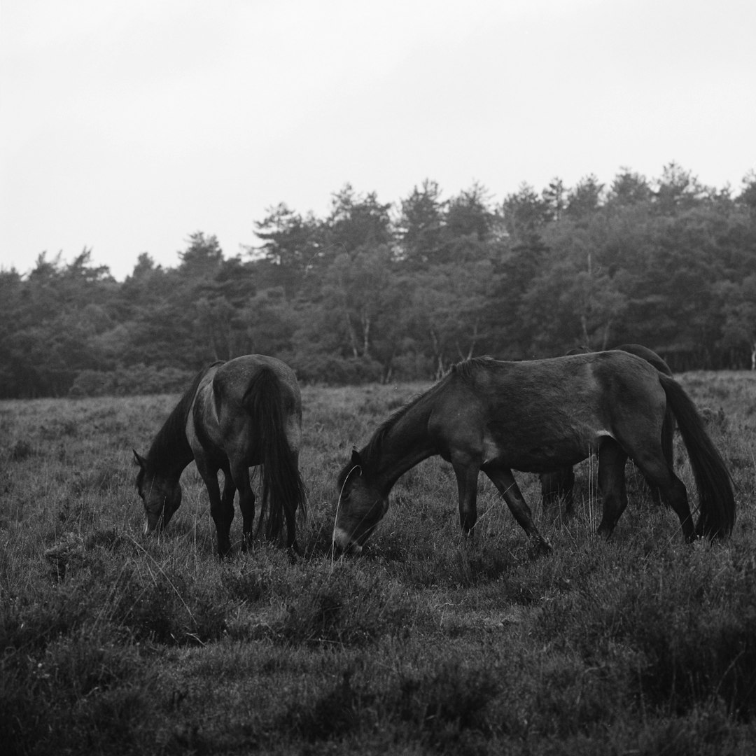 grayscale photo of two horses standing on grass field