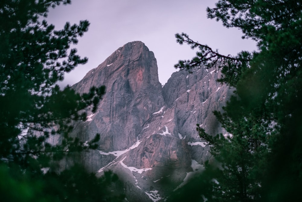 trees near mountain