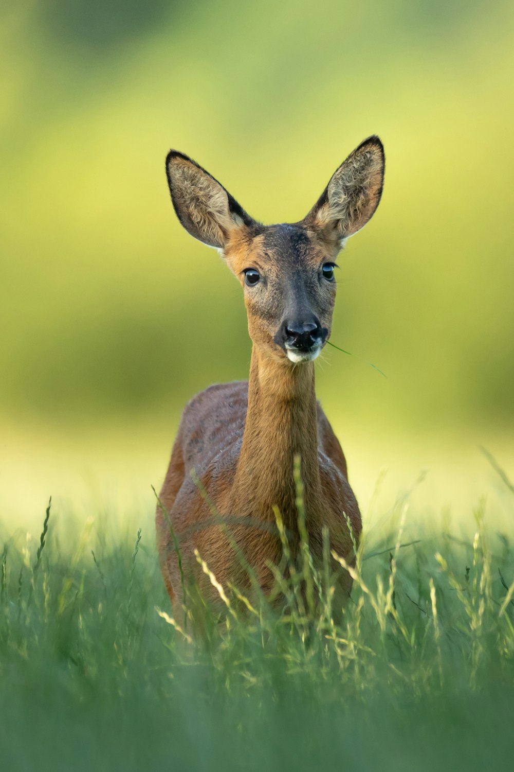 focus photography of brown deer