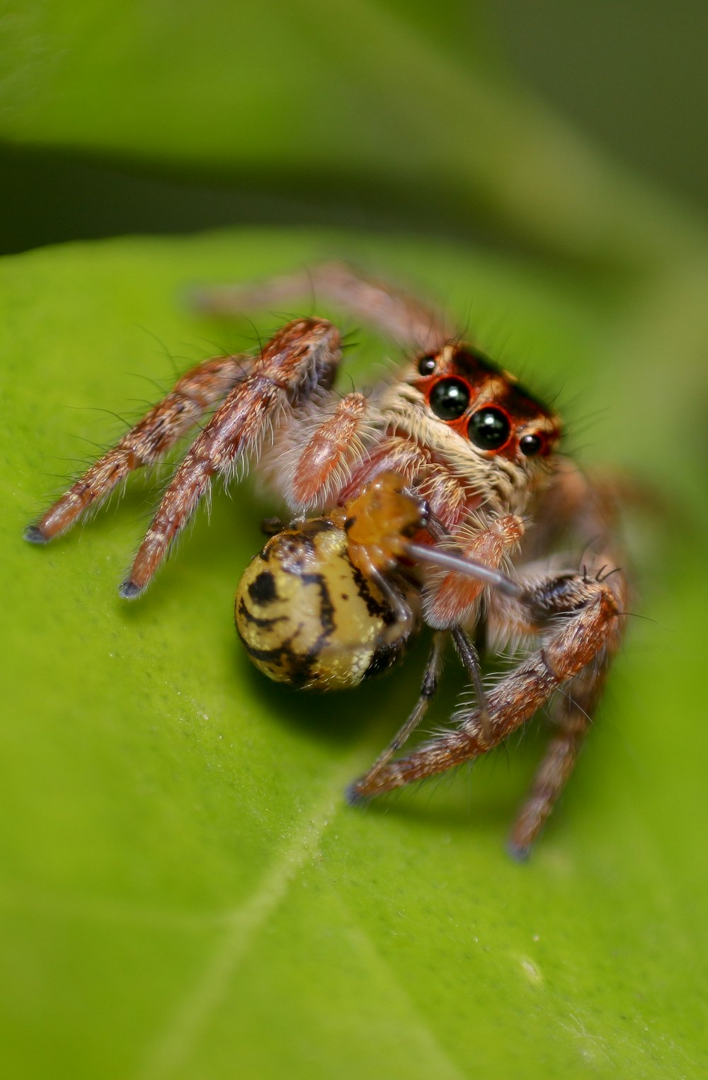 focus photography of brown spider