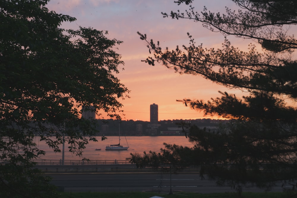 trees near body of water