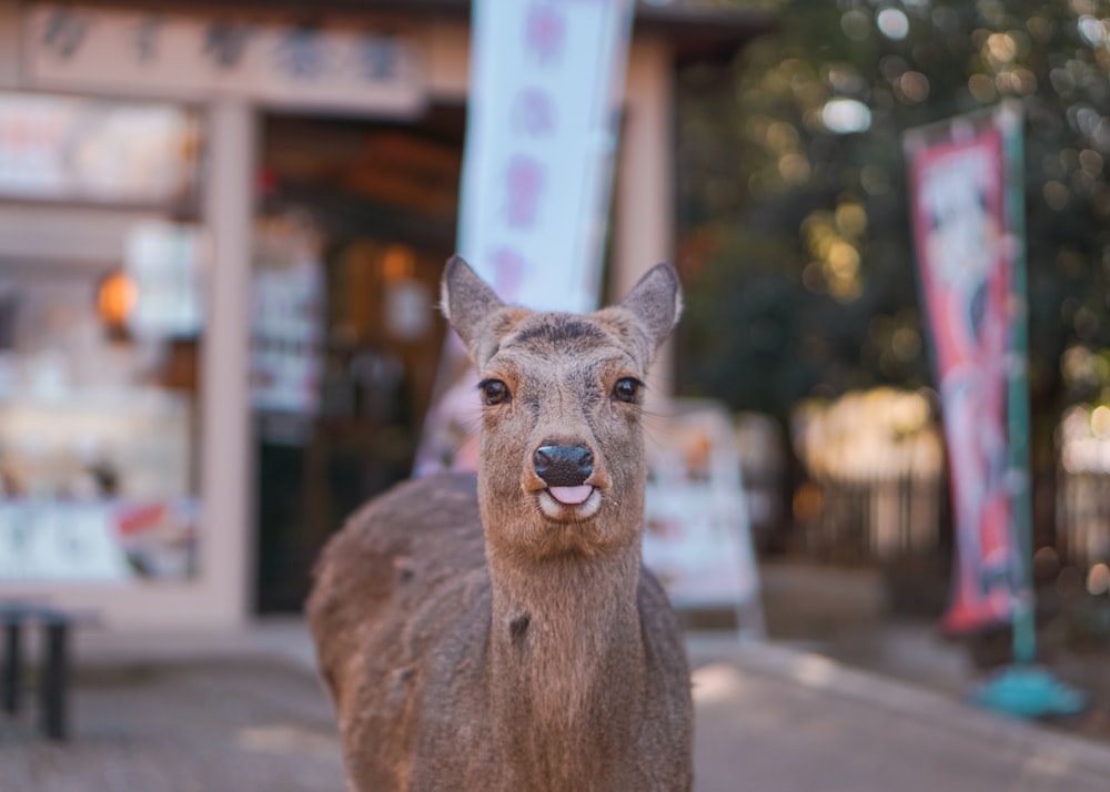 selective photography of gray animal during daytime