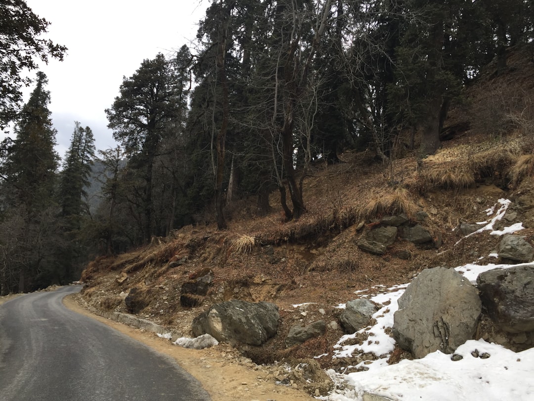 Forest photo spot NH305 Manali, Himachal Pradesh