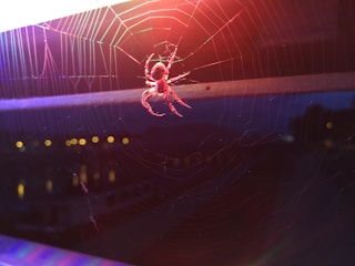 Creative homepage featuring spider web graphics in red and blue tones.