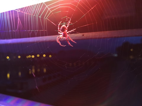 Creative homepage featuring spider web graphics in red and blue tones.