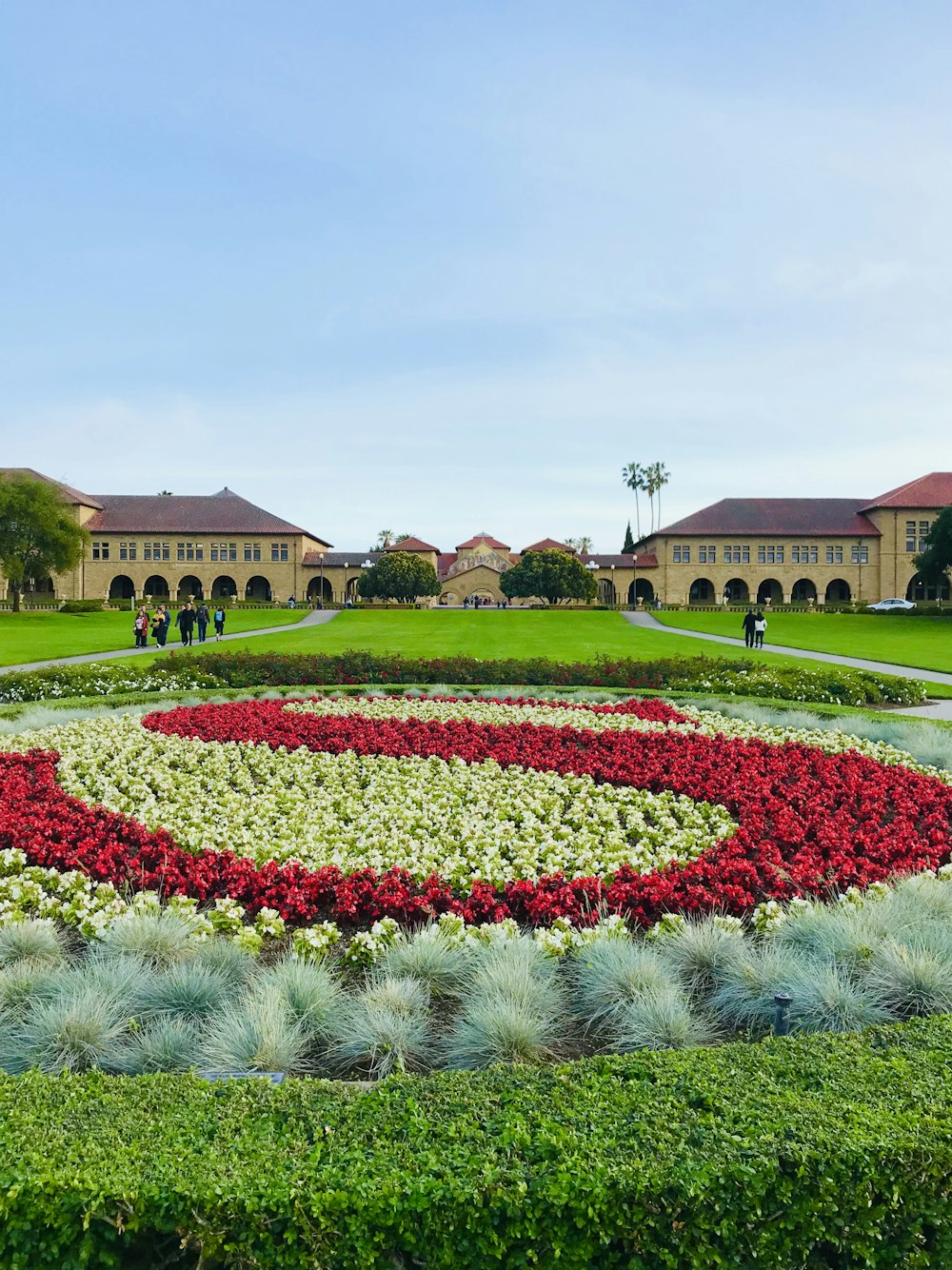 field of flowers